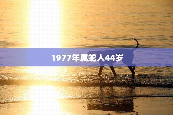 1977年属蛇人44岁