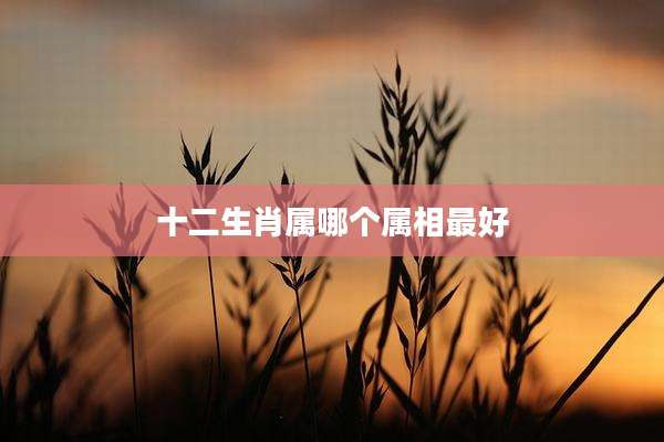 十二生肖属哪个属相最好