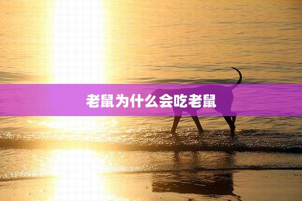 老鼠为什么会吃老鼠