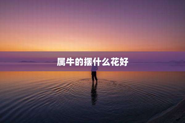 属牛的摆什么花好