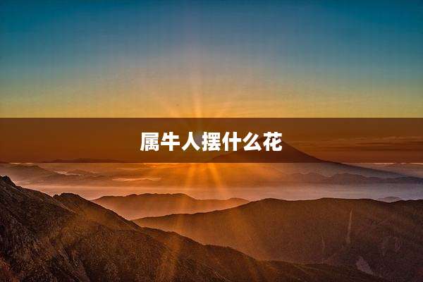 属牛人摆什么花