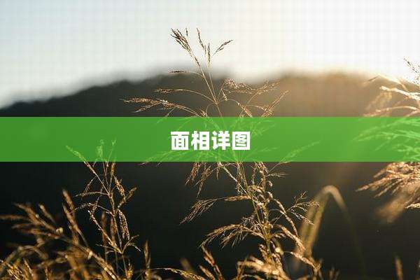 面相详图