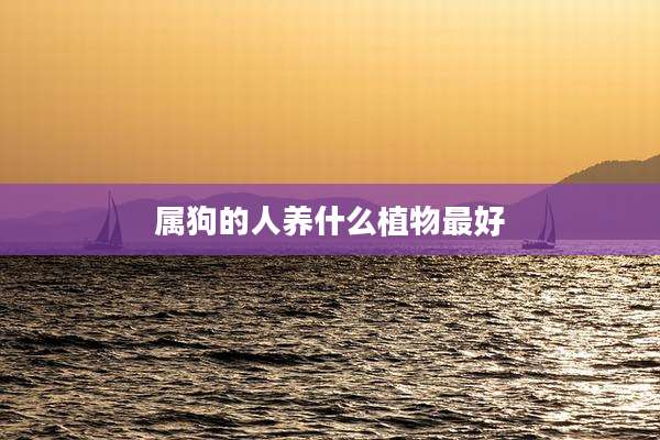 属狗的人养什么植物最好