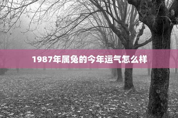1987年属兔的今年运气怎么样