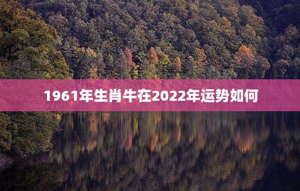1961年生肖牛在2022年运势如何