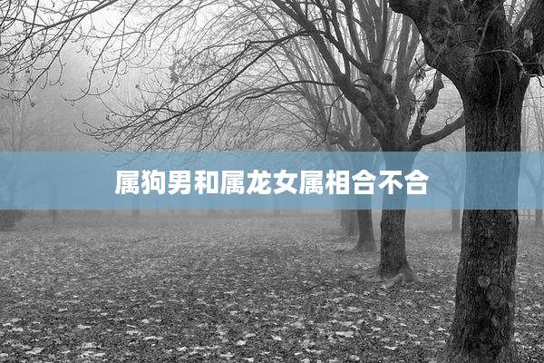 属狗男和属龙女属相合不合