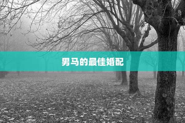 男马的最佳婚配