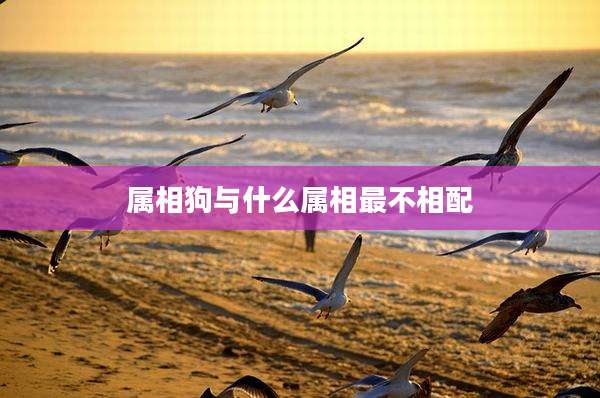 属相狗与什么属相最不相配