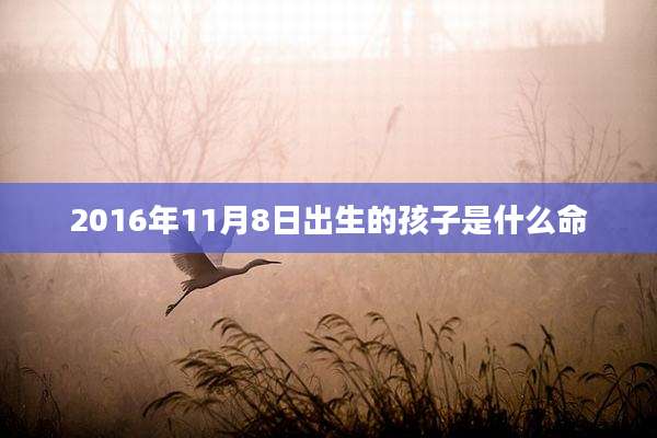 2016年11月8日出生的孩子是什么命