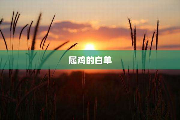 属鸡的白羊