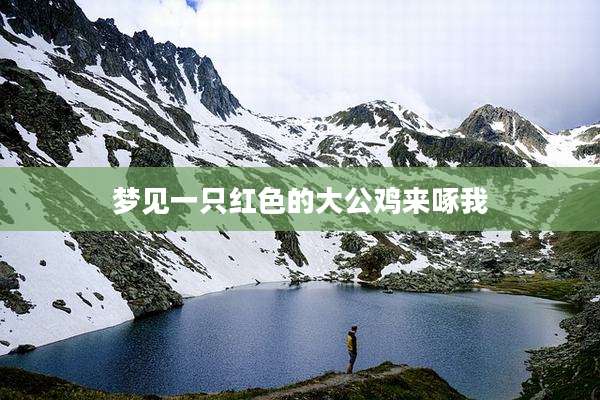 梦见一只红色的大公鸡来啄我