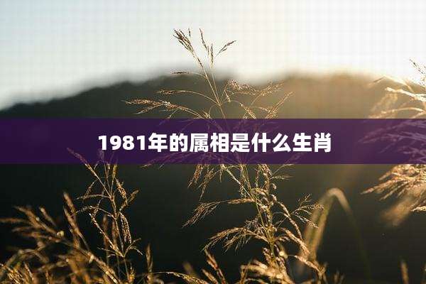 1981年的属相是什么生肖