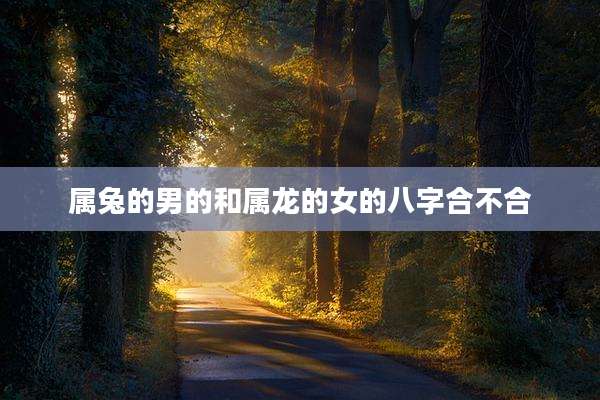 属兔的男的和属龙的女的八字合不合
