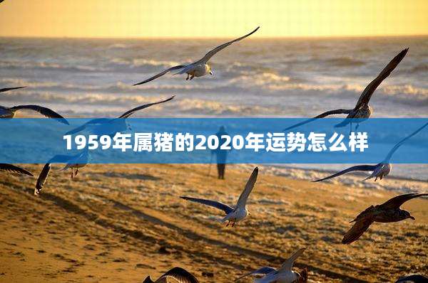 1959年属猪的2020年运势怎么样