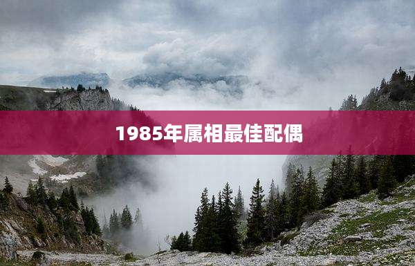 1985年属相最佳配偶