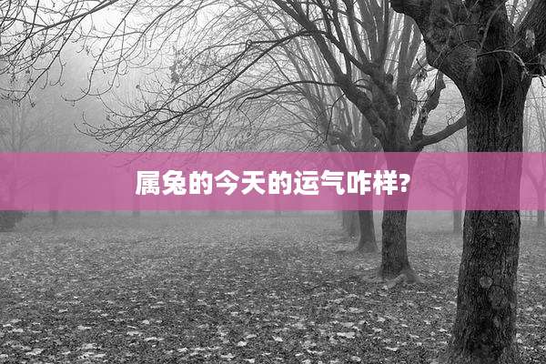 属兔的今天的运气咋样?