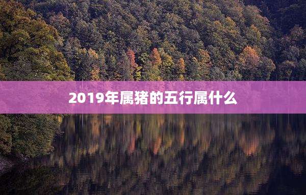 2019年属猪的五行属什么
