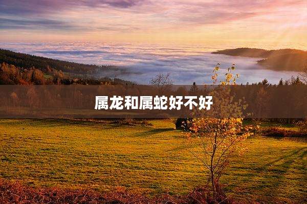 属龙和属蛇好不好