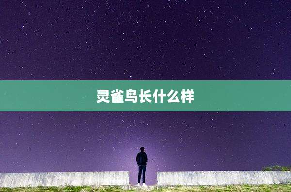 灵雀鸟长什么样