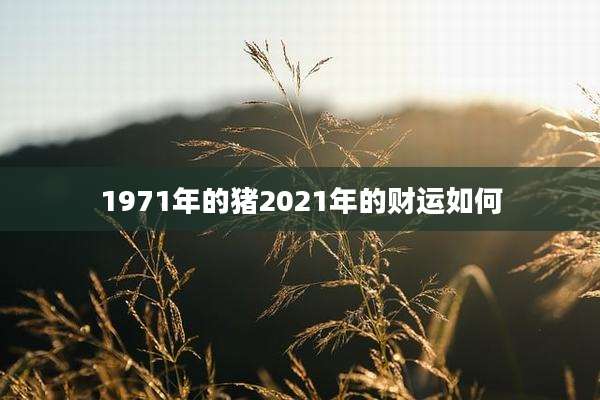 1971年的猪2021年的财运如何