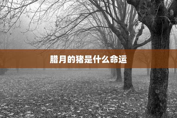 腊月的猪是什么命运