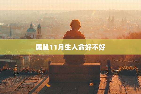 属鼠11月生人命好不好