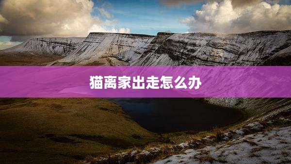 猫离家出走怎么办