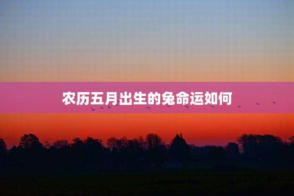 农历五月出生的兔命运如何