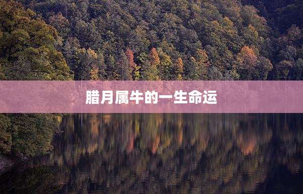 腊月属牛的一生命运