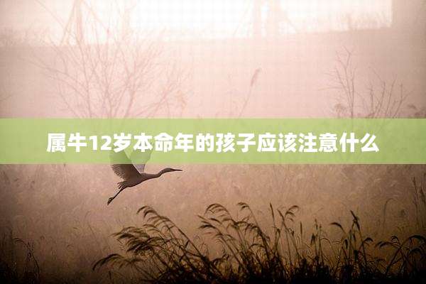 属牛12岁本命年的孩子应该注意什么