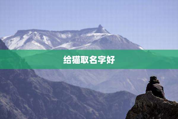 给猫取名字好