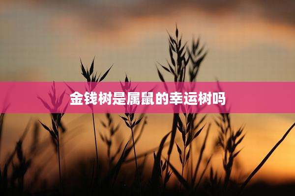 金钱树是属鼠的幸运树吗