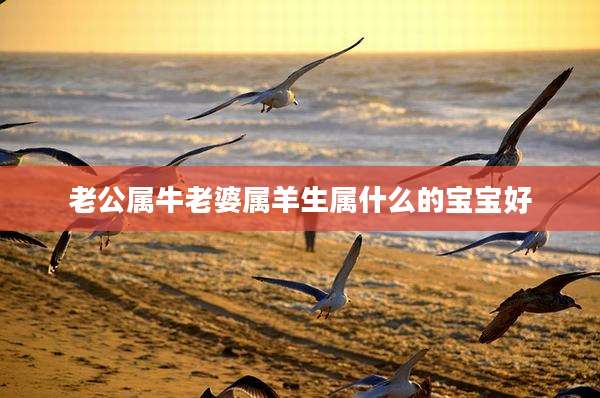 老公属牛老婆属羊生属什么的宝宝好