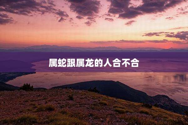 属蛇跟属龙的人合不合