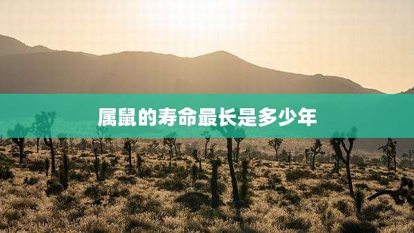 属鼠的寿命最长是多少年