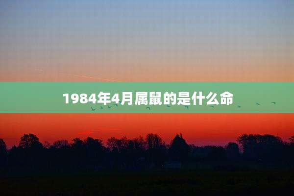 1984年4月属鼠的是什么命