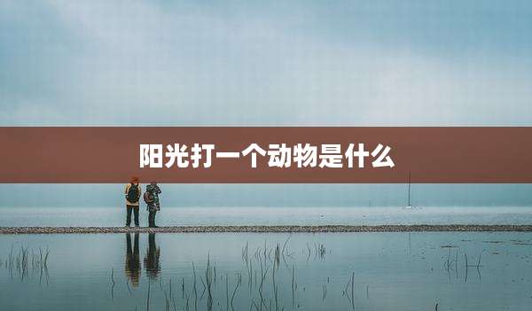 阳光打一个动物是什么