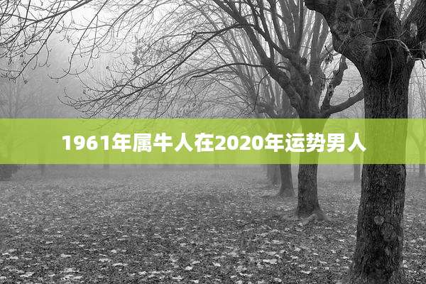 1961年属牛人在2020年运势男人