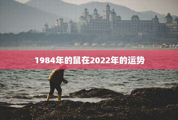 1984年的鼠在2022年的运势