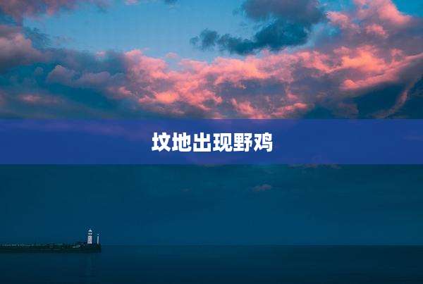 坟地出现野鸡