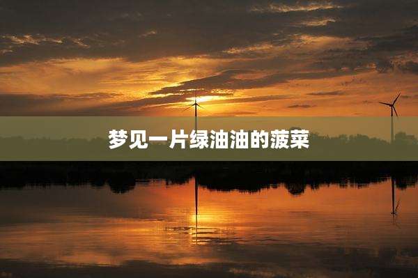 梦见一片绿油油的菠菜