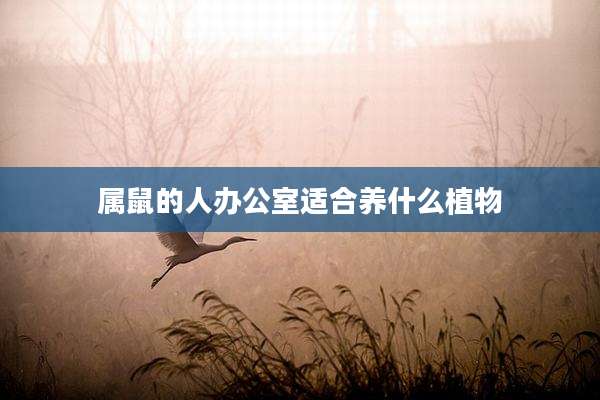 属鼠的人办公室适合养什么植物