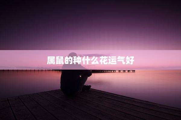 属鼠的种什么花运气好