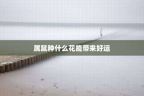 属鼠种什么花能带来好运