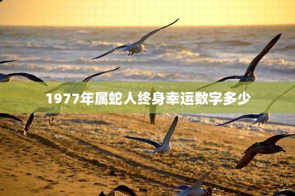 1977年属蛇人终身幸运数字多少