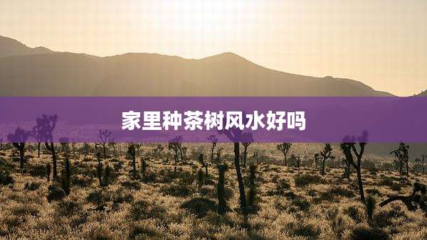 家里种茶树风水好吗