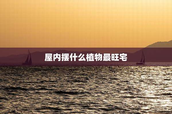 屋内摆什么植物最旺宅