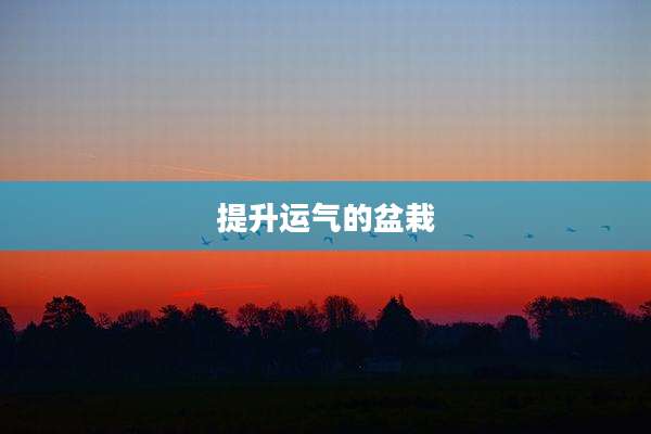 提升运气的盆栽