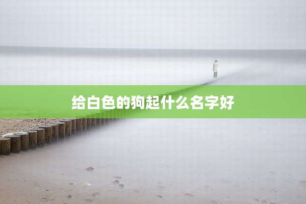 给白色的狗起什么名字好