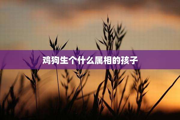 鸡狗生个什么属相的孩子